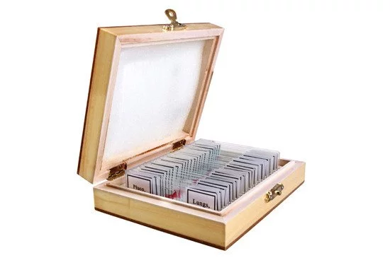 Zdjęcie produktu Preparaty biologiczne do mikroskopu - ANATOMIA CZŁOWIEKA (OPT-38-000657)